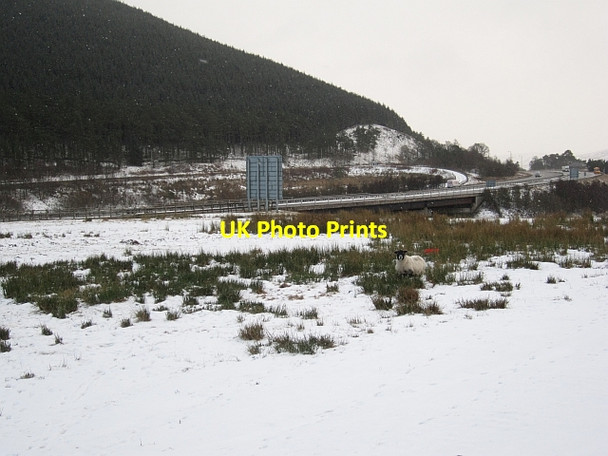 Photo 6"x4" Sheep, Elvanfoot Elvanfoot c2013