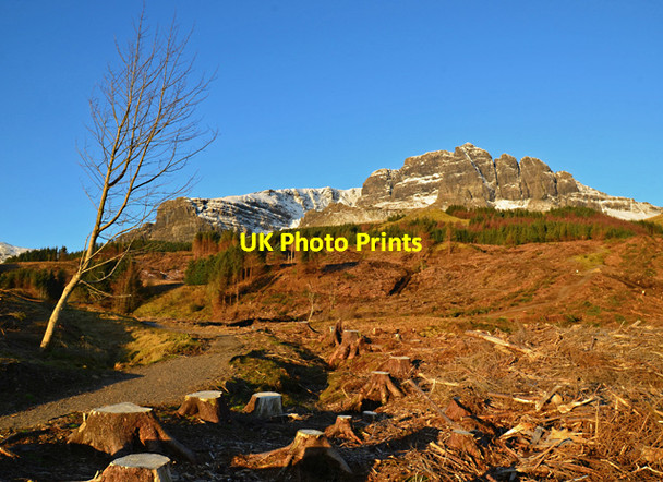 Photo 6"x4" Cleared forest below The Storr Old Man of Storr c2013