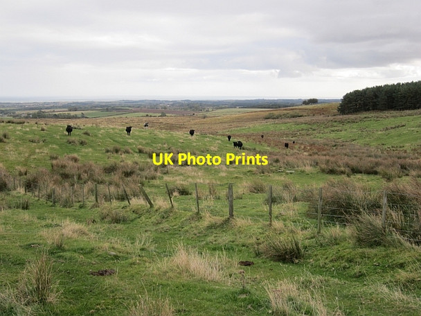 Photo 6"x4" Rough grazing, Longstone Hill Warenford c2012