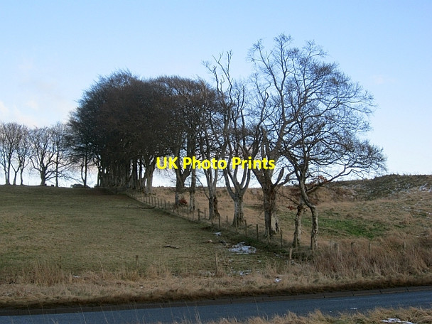 Photo 6"x4" A line of trees Coalburn\/NS8134 c2013