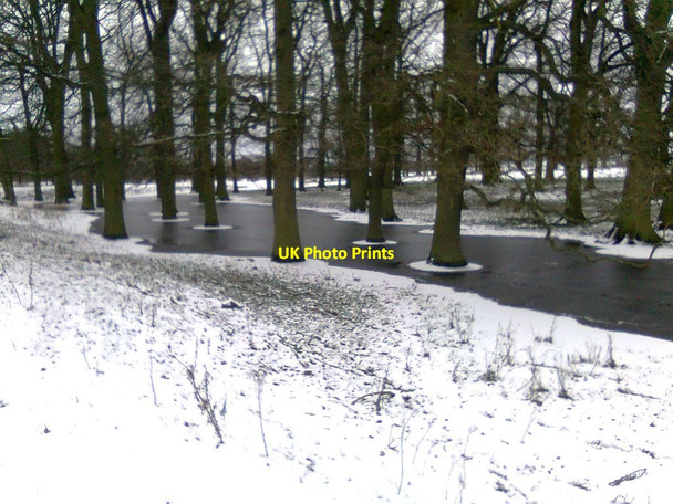Photo 6"x4" Trees cold and wet Newby\/SE3567 c2013