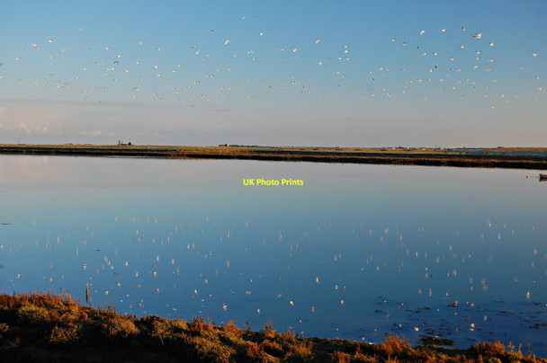 Photo 6"x4" Seagulls reflected in Barlinghall Creek Barling c2013