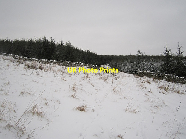 Photo 6"x4" New woodland, Little Cathpair Torquhan c2013