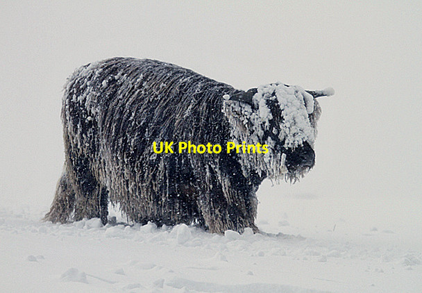 Photo 6"x4" Harsh conditions for livestock on Blaikie's Hill Galashiels c2013