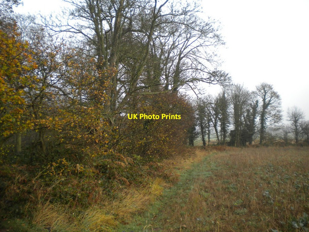 Photo 6"x4" Thorndale Plantation, Calverton (2) Calverton\/SK6149 c2012