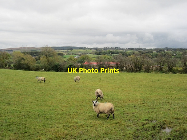 Photo 6"x4" Sheep, Moorfields KELLS CONNOR c2012