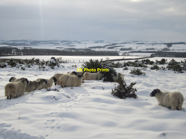 Photo 6"x4" Sheep in the snow Holburn c2013