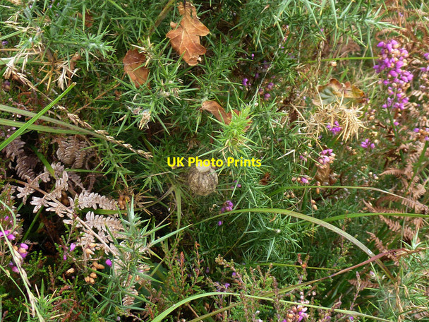 Photo 6"x4" Egg sac of Argiope bruennichi (wasp spider) Arne c2012