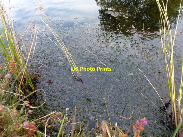 Photo 6"x4" Raft spiders (Dolomedes fimbriatus) at Coombe Heath Pond, RSPB Arne Arne c2012