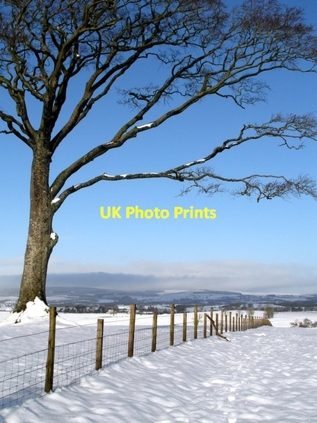 Photo 6"x4" Tree and fence Lochmaben c2013