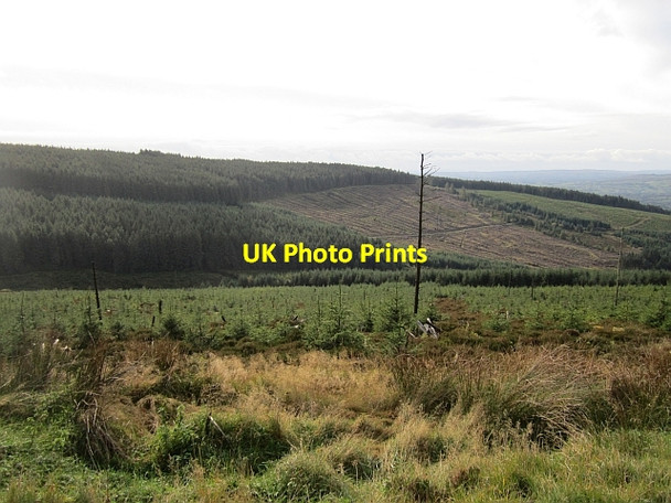 Photo 6"x4" Gortin Glen Forest Mountfield\/H5378 c2012