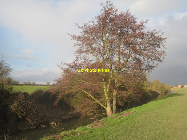 Photo 6"x4" Alder by the Louth canal Louth\/TF3387 c2013