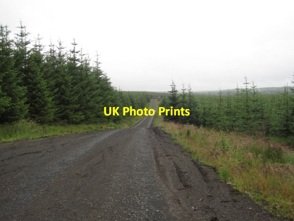 Photo 6"x4" Forest Track towards Swine Cleugh Falstone c2011