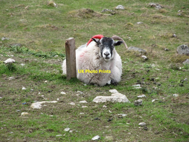 Photo 6"x4" A Mourne Blackface Sheep on pastures above the headwaters of the Bann Hilltown\/J2128 c2012