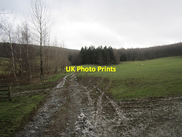 Photo 6"x4" Track to Westhill Wood Bellspool c2013