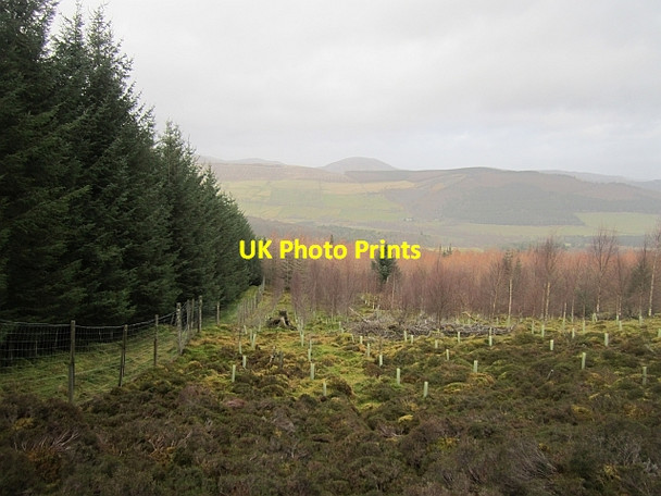 Photo 6"x4" Westhill Wood Bellspool c2013