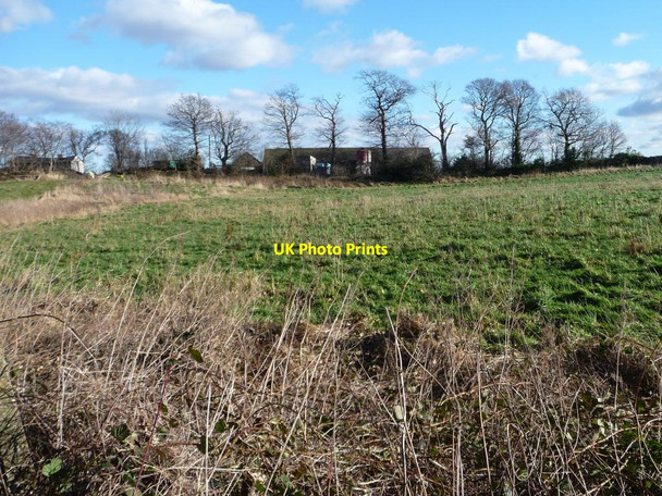 Photo 6"x4" Trees at Knabbs Hall Farm Berry Moor c2013