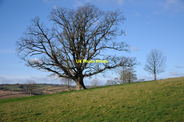 Photo 6"x4" Oak tree at Acton Beauchamp Acton Beauchamp c2013