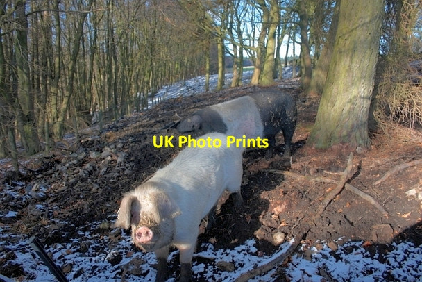 Photo 6"x4" Wood Pasture Boltby c2013