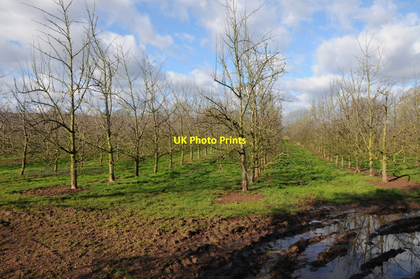Photo 6"x4" Orchard near Starpit Farm Panks Bridge c2013