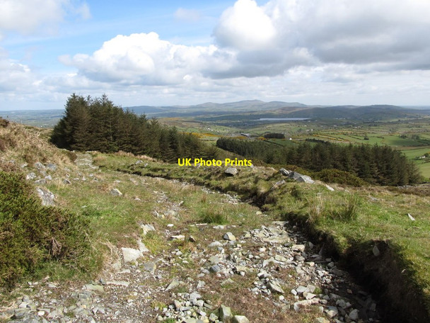 Photo 6"x4" View north along the track in the direction of Ardglash Wood Kilcoo c2012