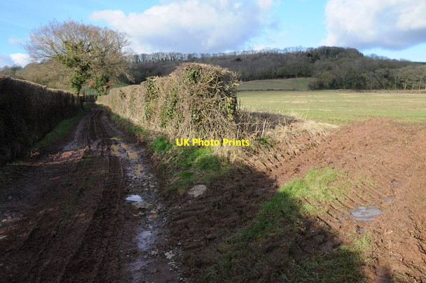 Photo 6"x4" Track near Linnet Farm, Ullingswick Ullingswick c2013