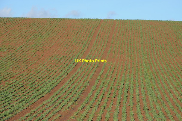 Photo 6"x4" Arable field Crozen c2013