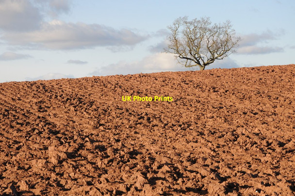 Photo 6"x4" Tree and a ploughed field Preston Marsh c2013