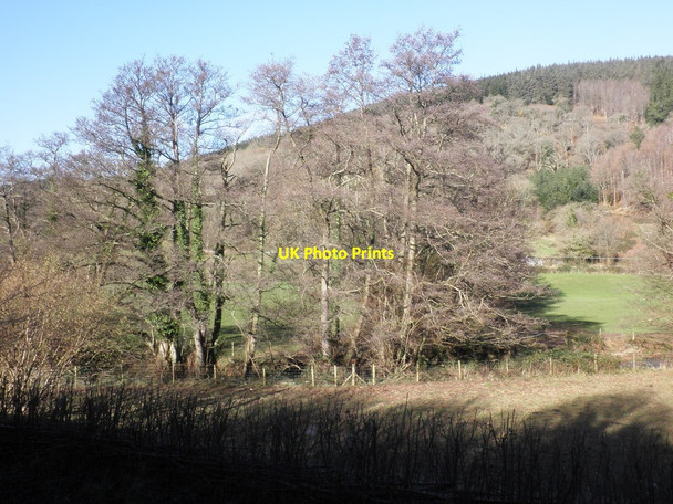 Photo 6"x4" Group of trees in the Avill valley Cowbridge\/SS9542 c2013