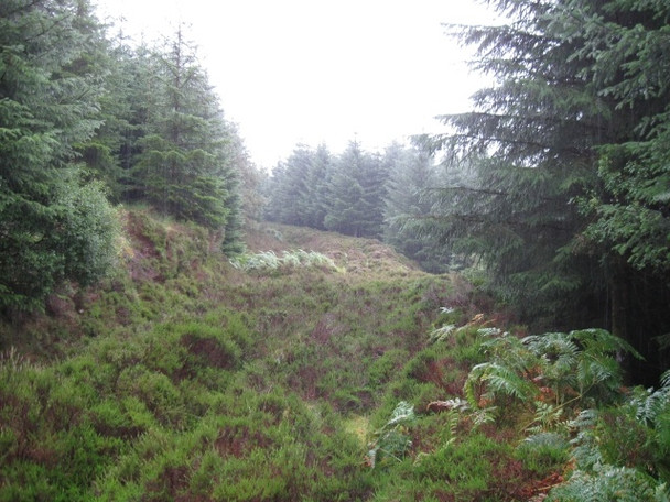 Photo 6"x4" Looking back down forestry track (overgrown) from dead end Stronaba c2008