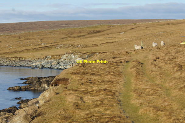Photo 6"x4" Coastal path and sheep, Swinna Ness, Baltasound Baltasound c2013