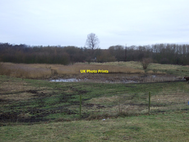 Photo 6"x4" Grazing and pond, Old Denaby Mexborough c2013