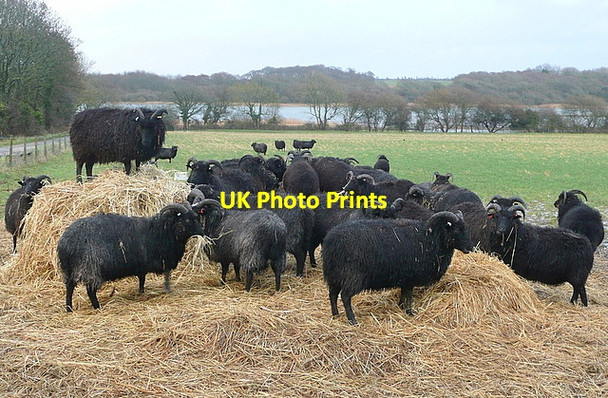 Photo 6"x4" Sheep near King's Manor Farm Afton\/SZ3486 c2012