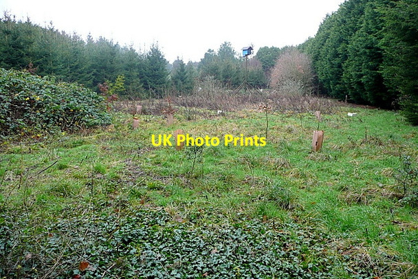 Photo 6"x4" Rough ground near Freshwater fruit farm Afton\/SZ3486 c2012