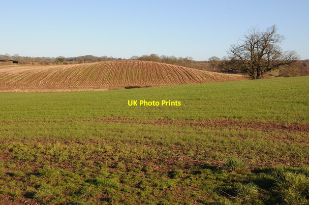 Photo 6"x4" Harvested maize field Staplow c2013