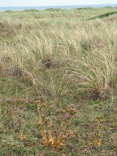 Photo 6"x4" From the saltmarsh into the dunes Burnham Overy Staithe c2008