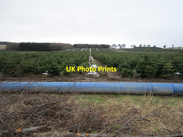 Photo 6"x4" Christmas trees, Balfour Kirkton of Menmuir c2013
