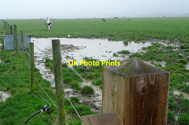 Photo 6"x4" Pasture at Tapnell Farm Thorley\/SZ3788 c2012