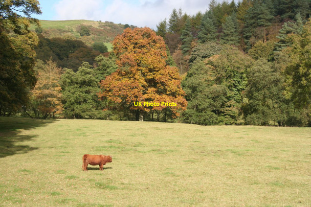 Photo 6"x4" Highland Cow at Danebridge Danebridge c2012
