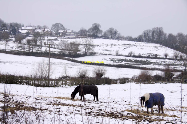 Photo 6"x4" Horses in a snow covered field Beckley\/SP5610 c2013