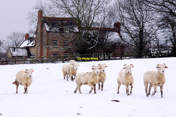 Photo 6"x4" Sheep in a snowy field Beckley\/SP5610 c2013