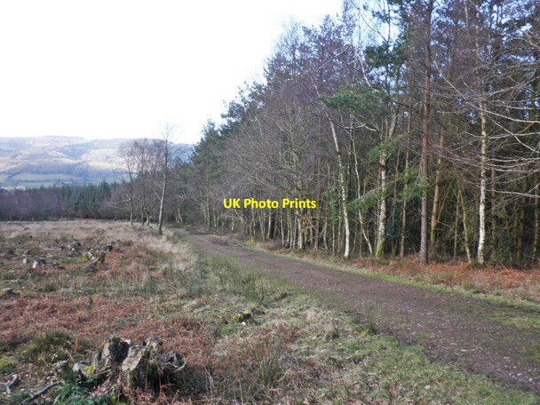 Photo 6"x4" Track to Timberscombe Cowbridge\/SS9542 c2013