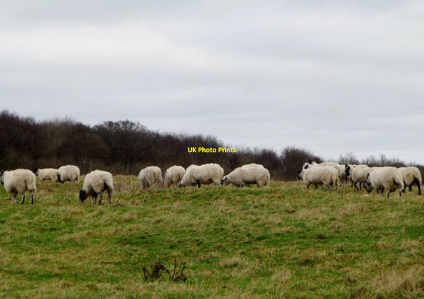 Photo 6"x4" Sheep at Hollingbury, Brighton Stanmer c2013