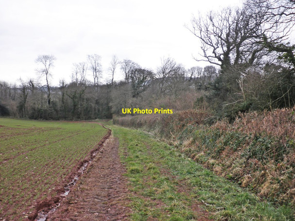 Photo 6"x4" Field margin near Fishwell Copse Monksilver c2013
