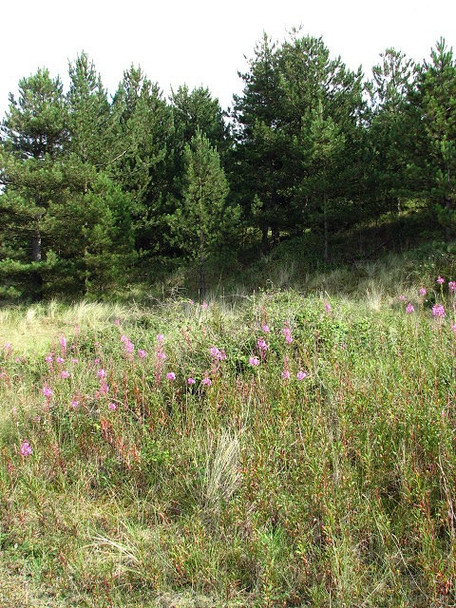 Photo 6"x4" Where dunes and pinewoods meet Burnham Overy Staithe c2008