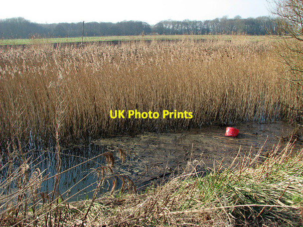 Photo 6"x4" Reed bed in drainage channel, Barsham Marshes Beccles c2013