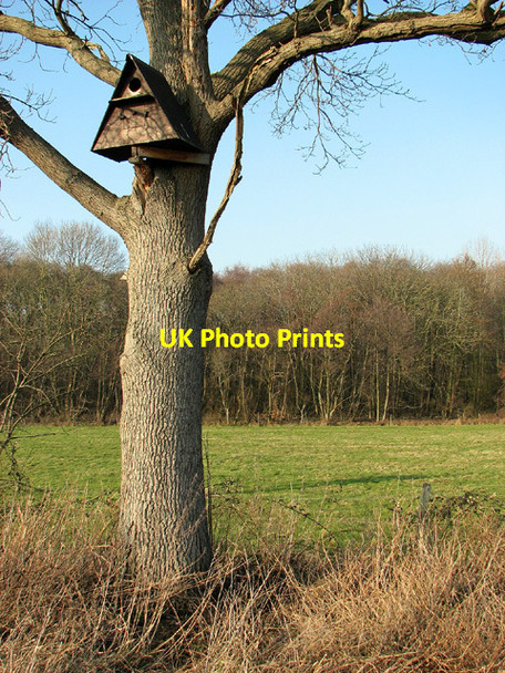 Photo 6"x4" Owl nesting box in Barsham Marshes Geldeston c2013