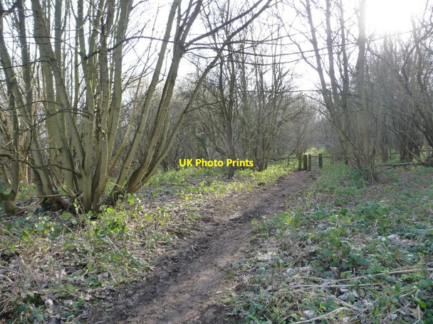 Photo 6"x4" Woodland path, Sprotbrough Plantation Sprotbrough c2013