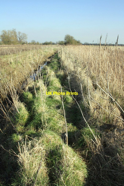 Photo 6"x4" Reeds beside ditch Marcham c2013
