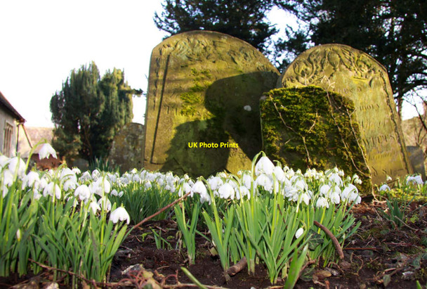 Photo 6"x4" Snowdrops in the churchyard West Ilsley c2013